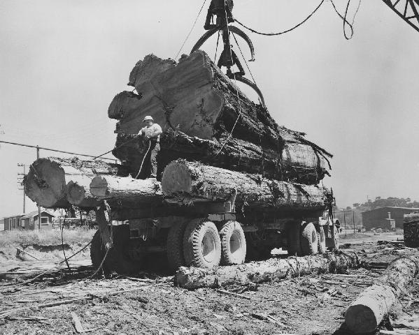 Logs on a Truckbed